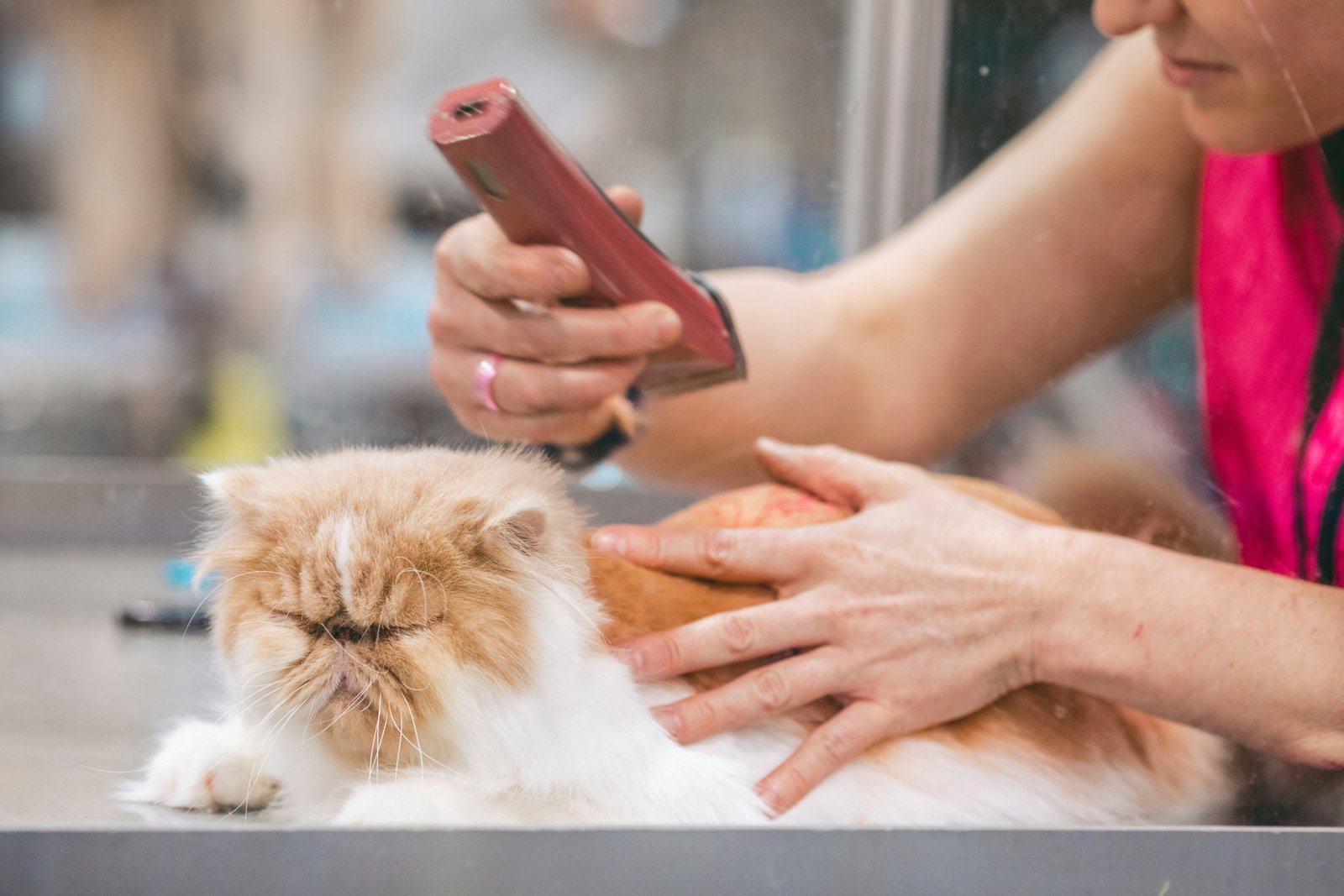 Cat being bathed and groomed