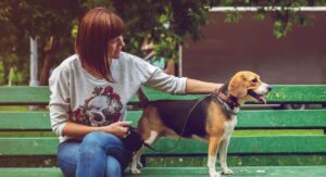 Home pet sitting dog bench